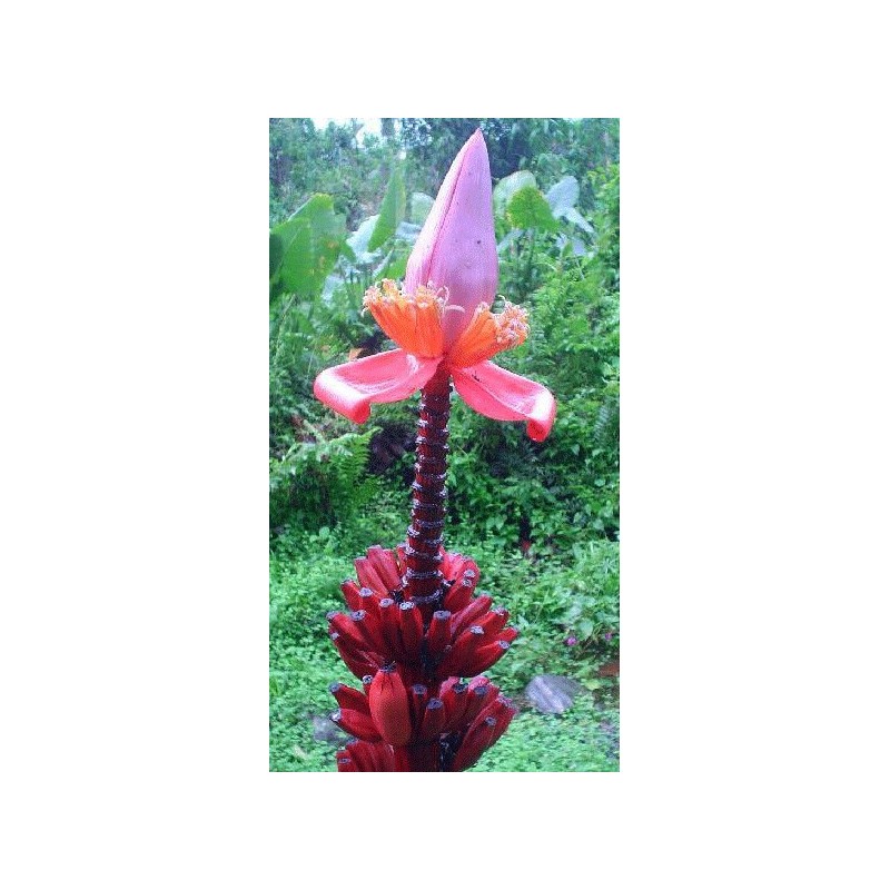 Musa Ornata purple flower - 10 graines