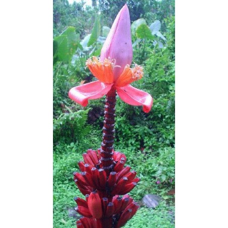 Musa Ornata purple flower - 10 graines