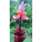 Musa Ornata Purple flower - 10 graines