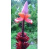 Musa Ornata purple flower - 10 graines