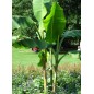 Musa Thomsonii - 10 graines Musa Thomsonii - 10 graines