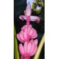 Musa Velutina - 10 graines