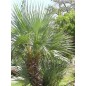 Nannorrhops Ritchiana green - 10 graines Nannorrhops Ritchiana green - 10 graines
