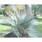 Nannorrhops Ritchiana silver - 10 graines Nannorrhops Ritchiana silver - 10 graines
