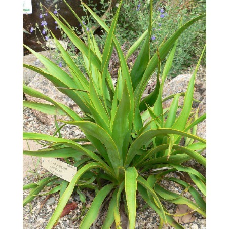 Yucca Rupicola