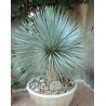 Yucca Rostrata - 10 graines