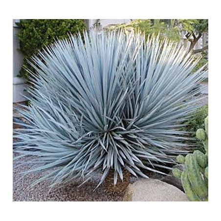 Yucca Rigida