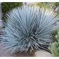 Yucca Rigida - 10 graines