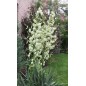 Yucca Filamentosa - 10 graines Yucca Filamentosa - 10 graines
