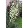 Yucca Filamentosa