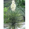 Yucca Aloifolia