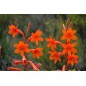 Watsonia Pillansii - 10 graines Watsonia Pillansii - 10 graines