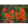 Watsonia Pillansii - 10 graines