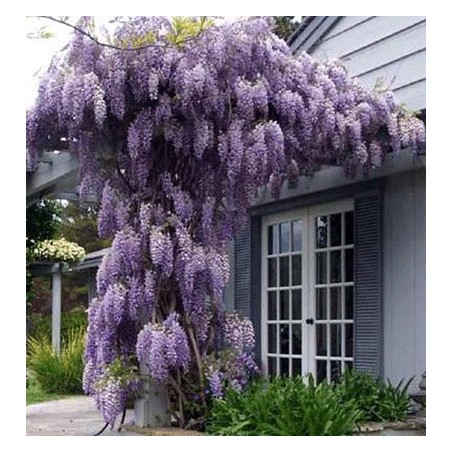 Wisteria Floribunda