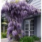 Wisteria Floribunda - 10 graines Wisteria Floribunda - 10 graines