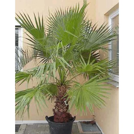 Washingtonia Robusta