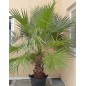 Washingtonia Robusta - 10 graines