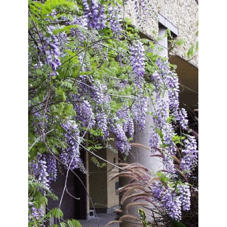 Wisteria Sinensis