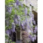 Wisteria Sinensis - 10 graines Wisteria Sinensis - 10 graines