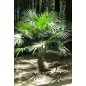 Trachycarpus Fortunei - 10 graines Trachycarpus Fortunei - 10 graines