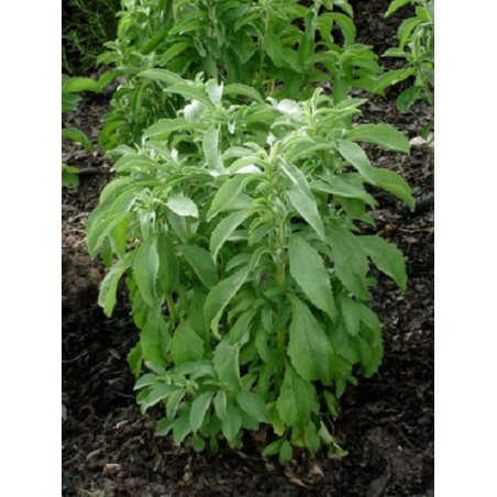 Stevia Rebaudiana