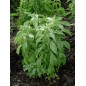 Stevia Rebaudiana - 10 graines Stevia Rebaudiana - 10 graines