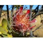 Protea Roupelliae - 10 graines Protea Roupelliae - 10 graines