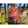 Protea Roupelliae