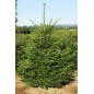 Abies Grandis - 10 graines Abies Grandis - 10 graines