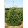 Abies Grandis - 10 graines