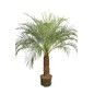 Phoenix Roebelenii - 10 graines Phoenix Roebelenii - 10 graines
