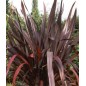 Phormium Tenax Atropurpureum - 10 graines Phormium Tenax Atropurpureum - 10 graines