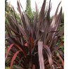 Phormium Tenax Atropurpureum