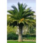 Phoenix Canariensis - 10 graines