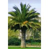 Phoenix Canariensis