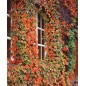Parthenocissus Tricuspidata - 10 graines
