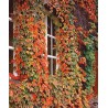 Parthenocissus Tricuspidata