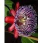 Passiflora Alata - 10 graines