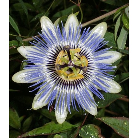 Passiflora Caerulea