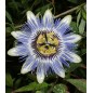 Passiflora Caerulea - 10 graines Passiflora Caerulea - 10 graines