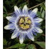 Passiflora Caerulea