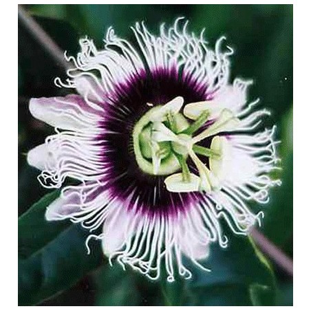 Passiflora Edulis