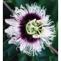 Passiflora Edulis - 10 graines Passiflora Edulis - 10 graines