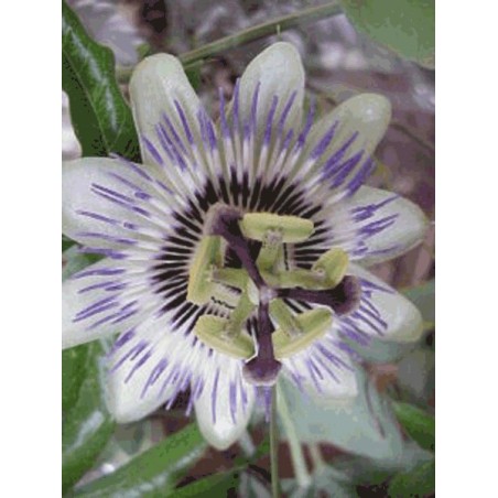 Passiflora Edulis Flavicarpa