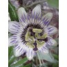 Passiflora Edulis Flavicarpa