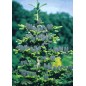 Abies Koreana - 10 graines Abies Koreana - 10 graines