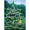 Abies Koreana - 10 graines