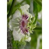 Passiflora Foetida