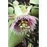 Passiflora Ligularis