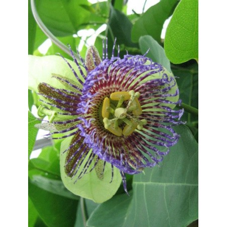 Passiflora Maliformis
